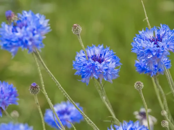 Blick auf Kornblumen in einer Wiese